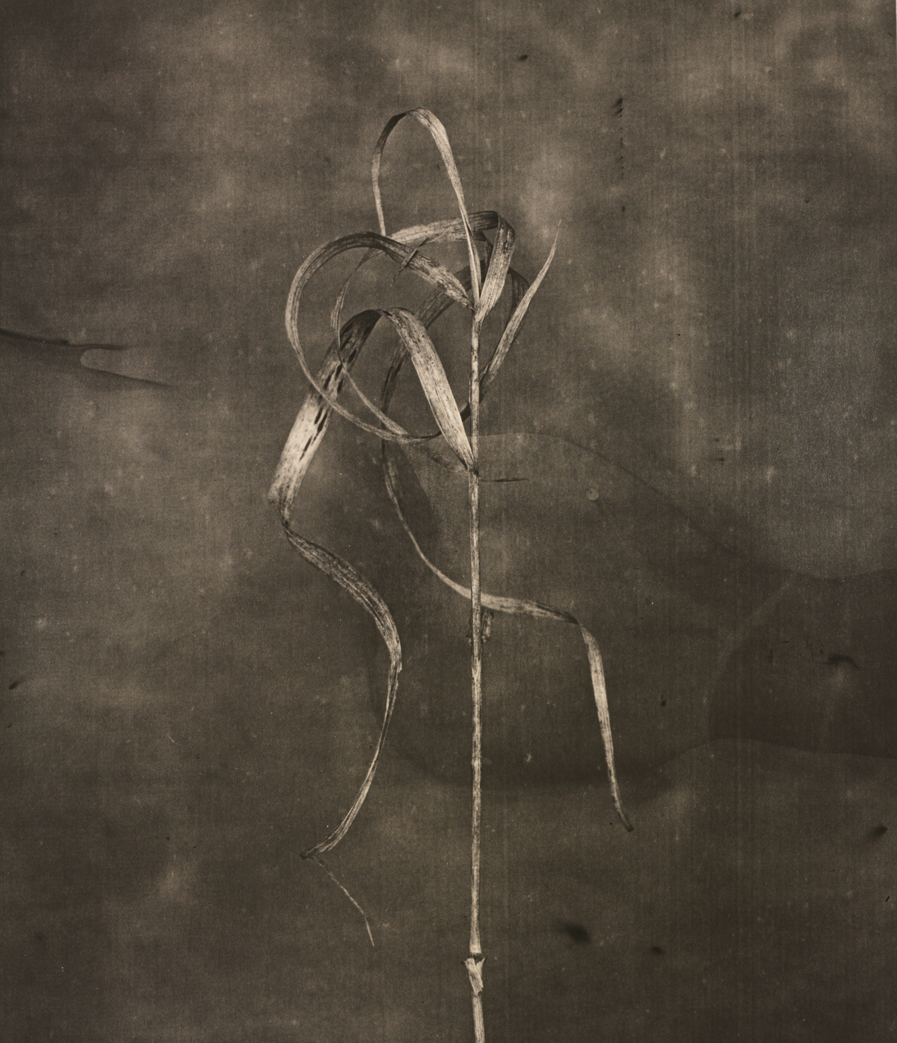 z cyklu bez tytułu, nr neg. 1020/11